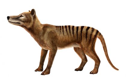 An artist's impression of a Tasmanian tiger, a marsupial with a wolf-like face and body and brown fur with black stripes across its back